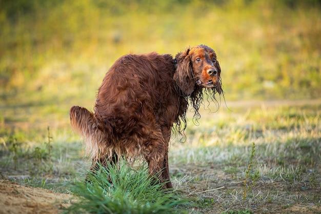 Do dogs poop more on wet food? 