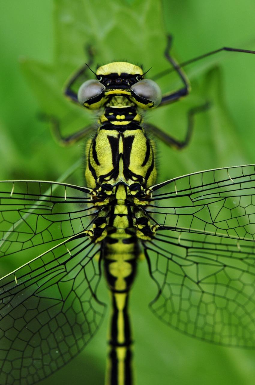 Do dragonflies have teeth 