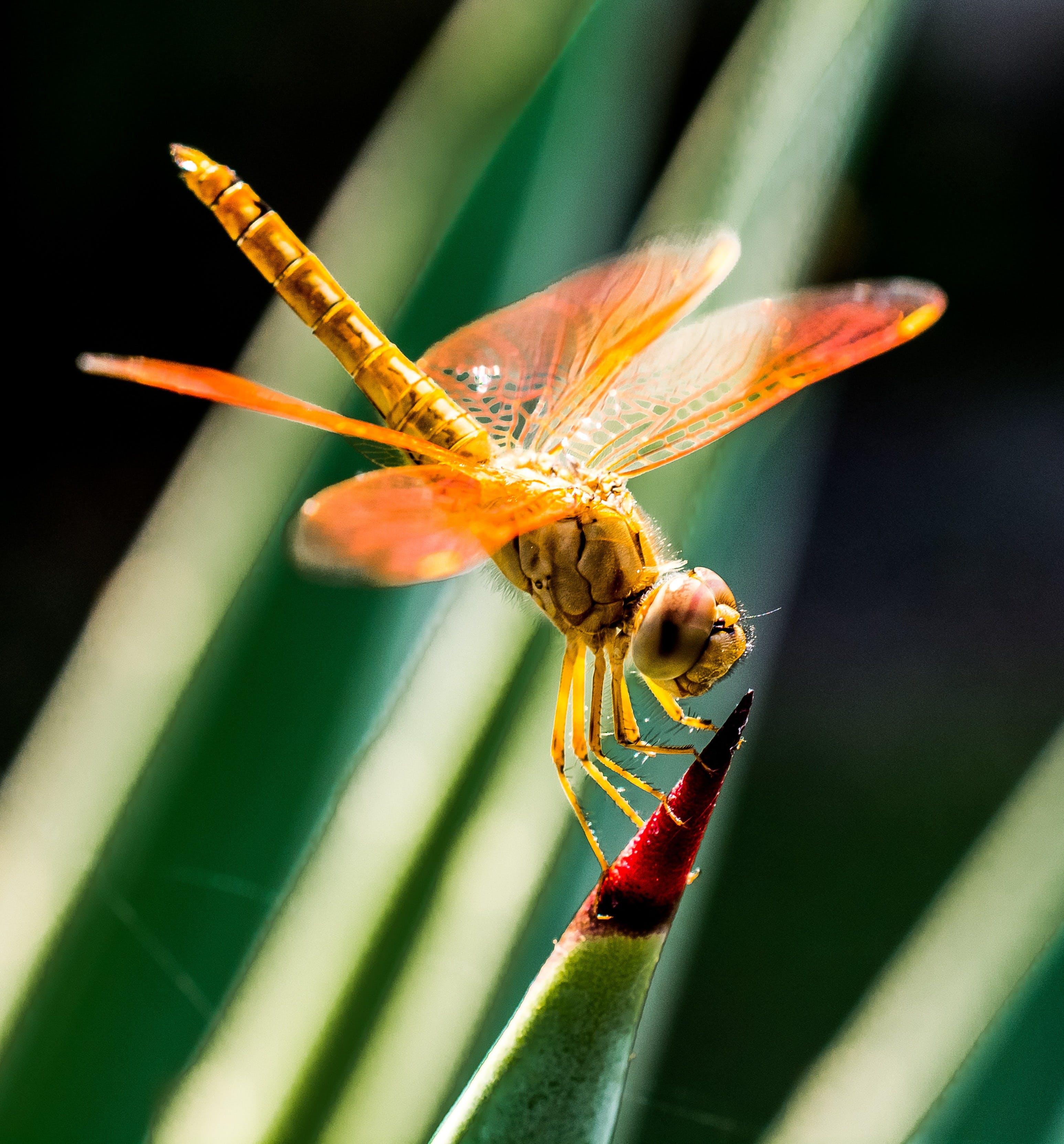Do dragonflies make noise 