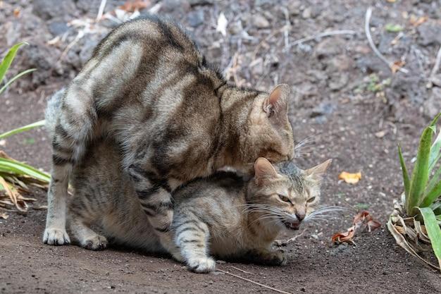 Do female cats enjoy mating 