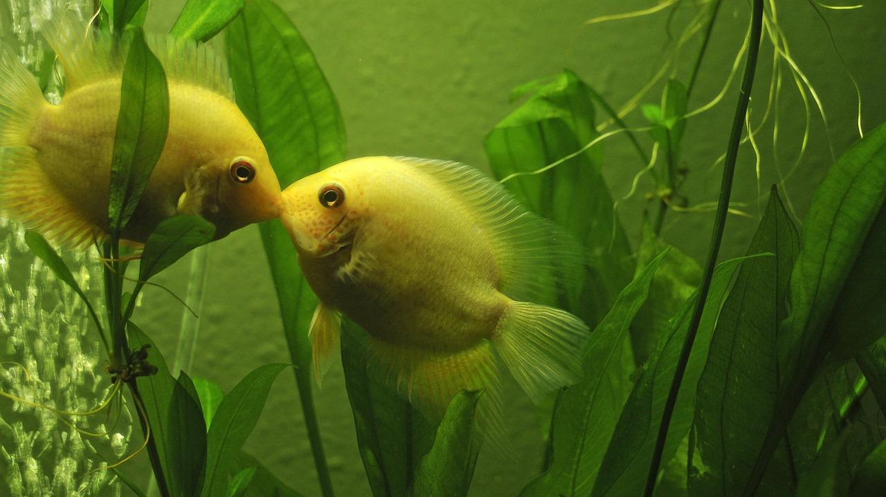 Do fish kiss 