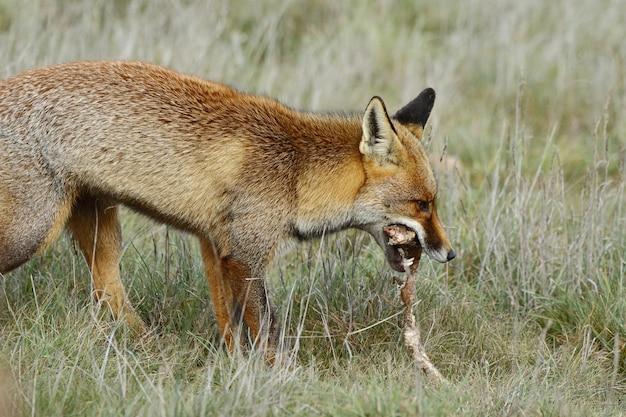 Do foxes eat bird seed? 