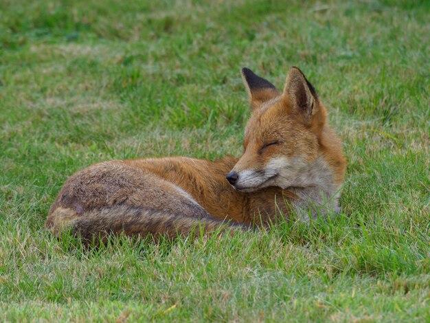 Do foxes eat bread? 