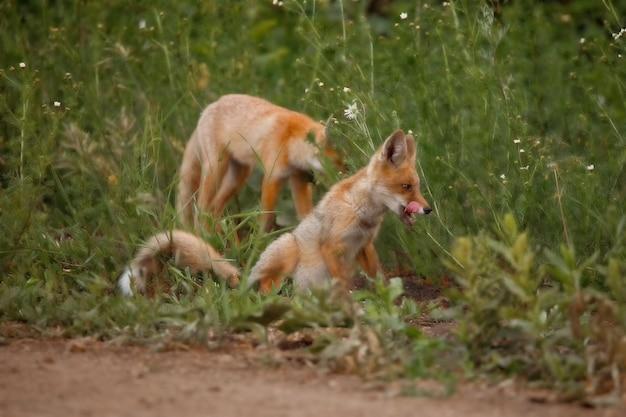 Do foxes wag their tails? 