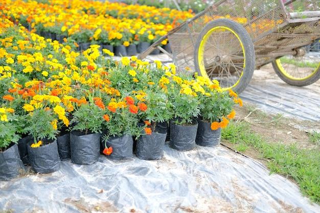 Do groundhogs eat marigold plants? 