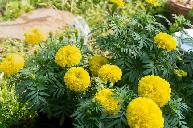 Do groundhogs eat marigold plants? 