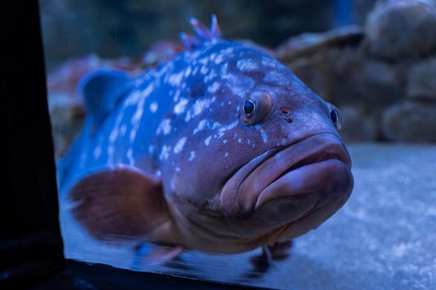 Do grouper fish have teeth 