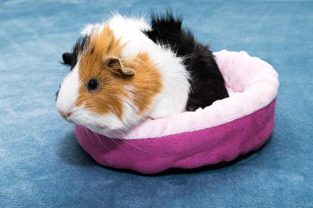 Do guinea pigs die with their eyes open? 