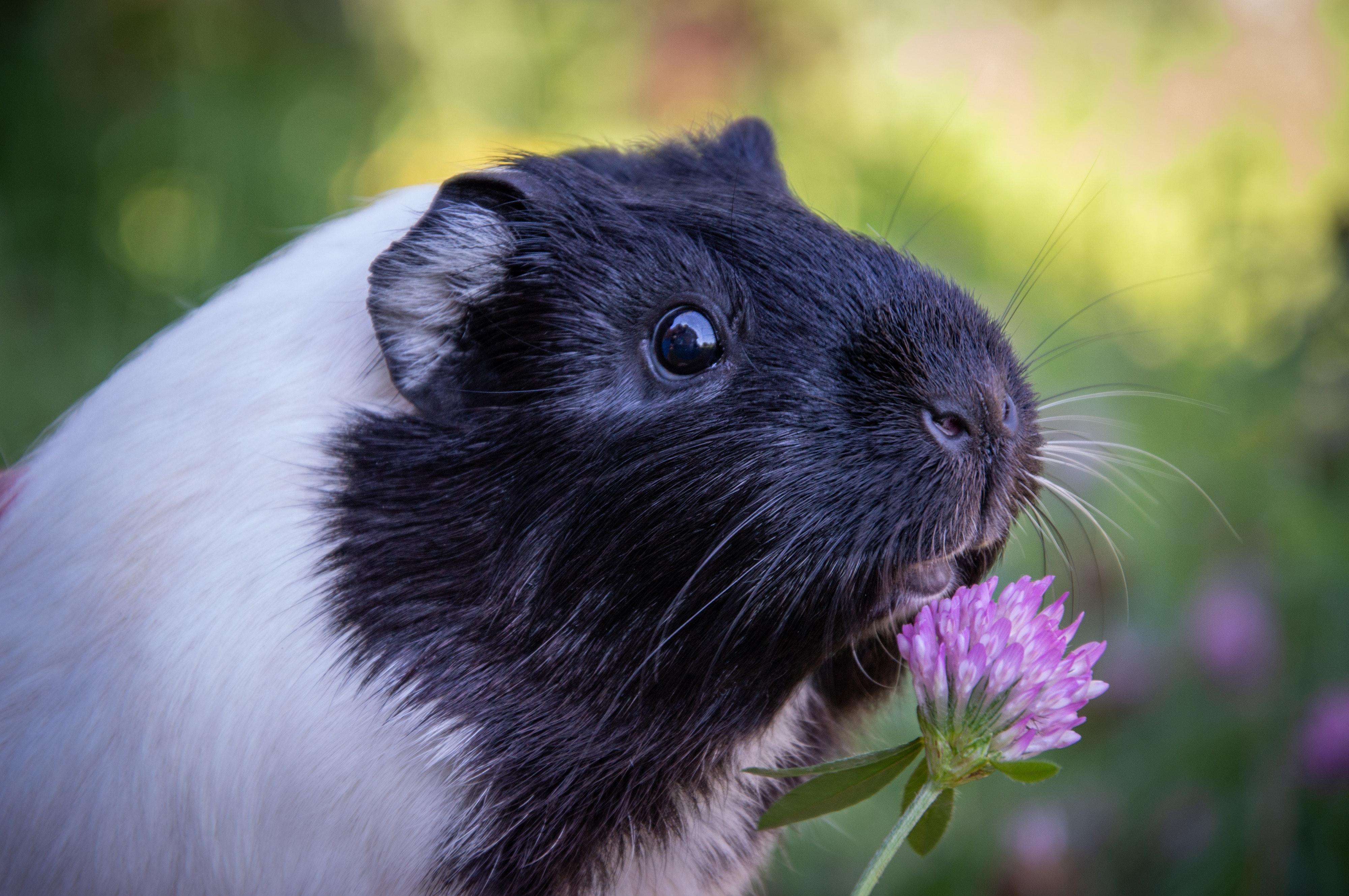 Do guinea pigs die with their eyes open? 