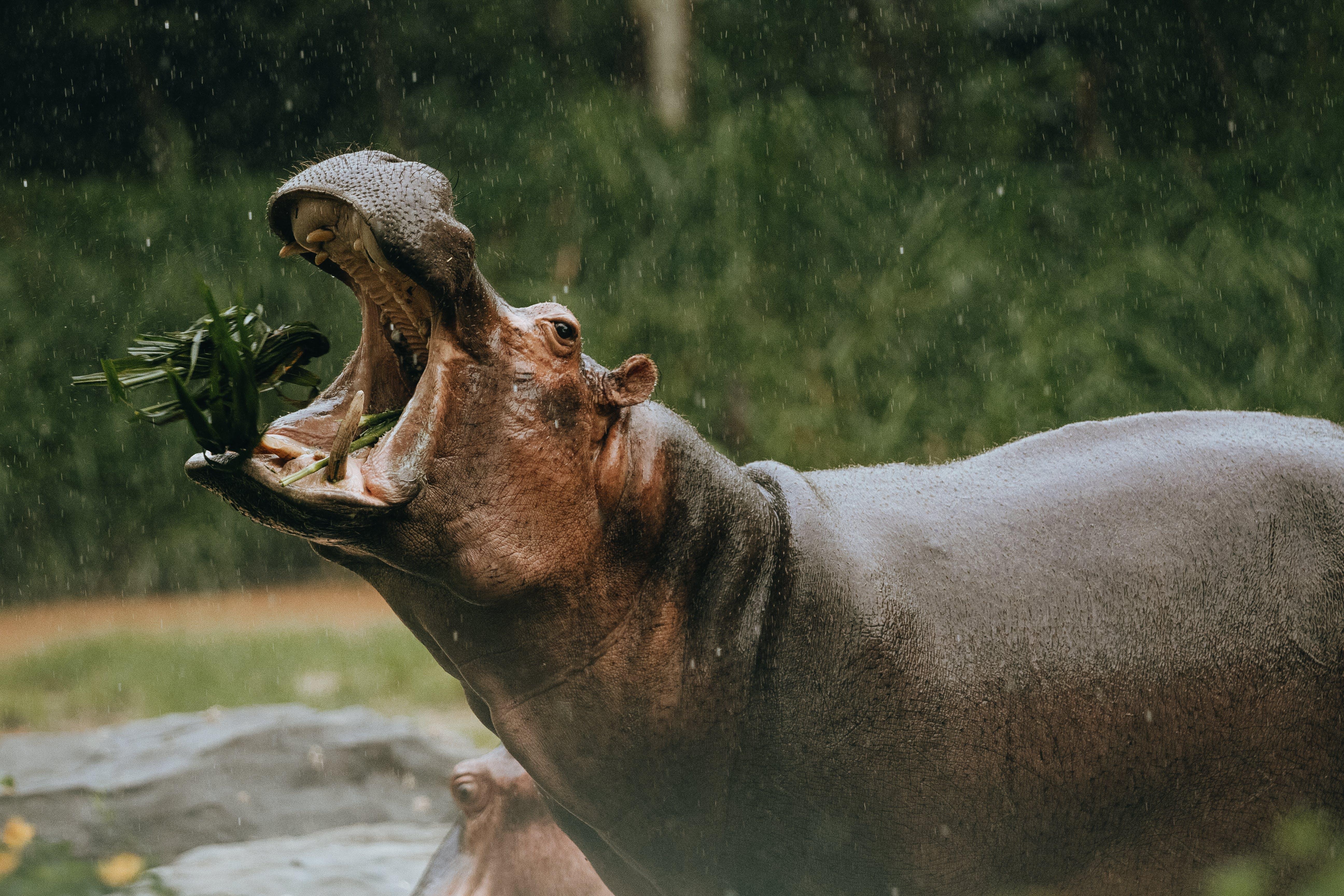 Do hippos live in Australia 