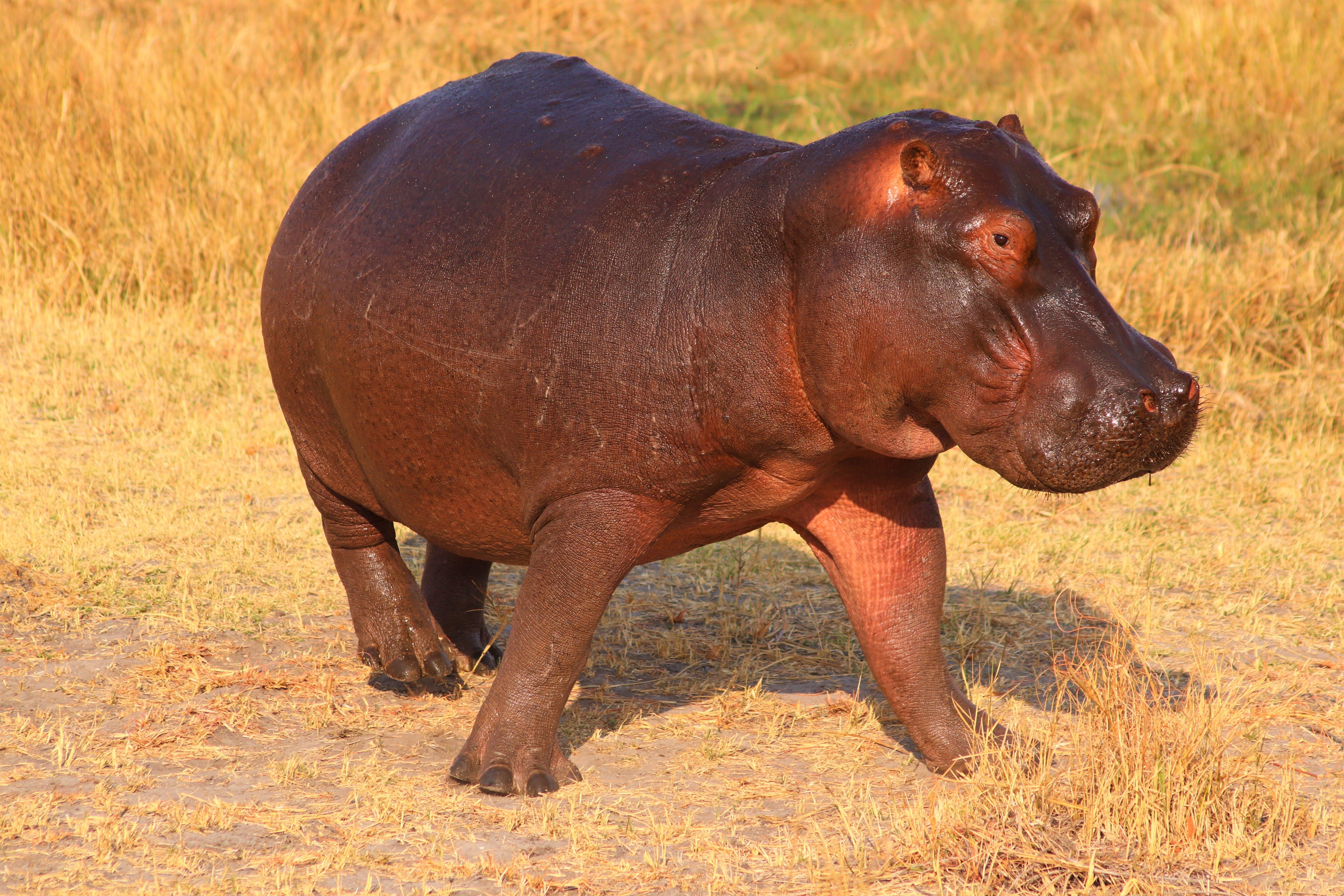 Do hippos live in Australia 