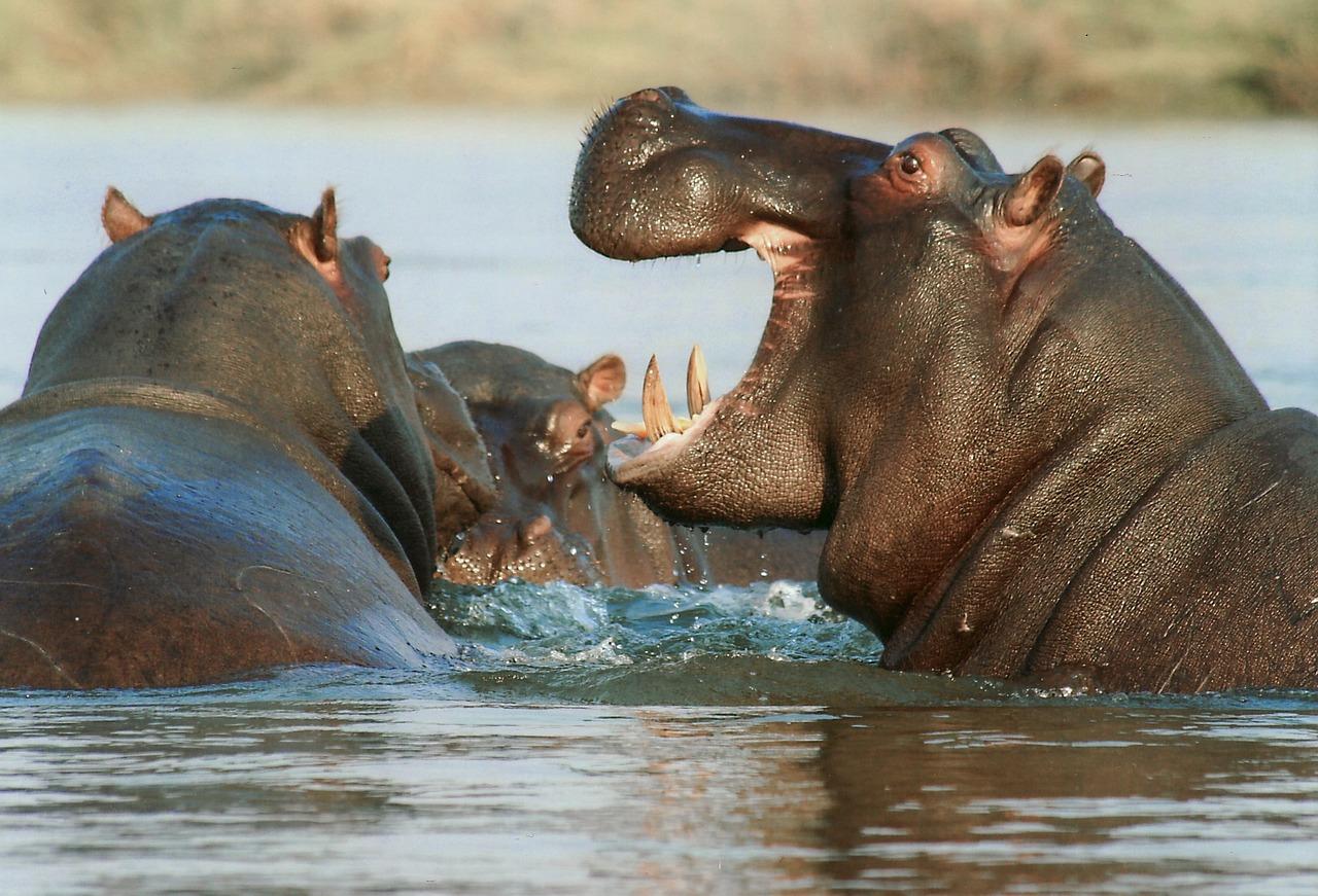 Do hippos live in Hawaii 