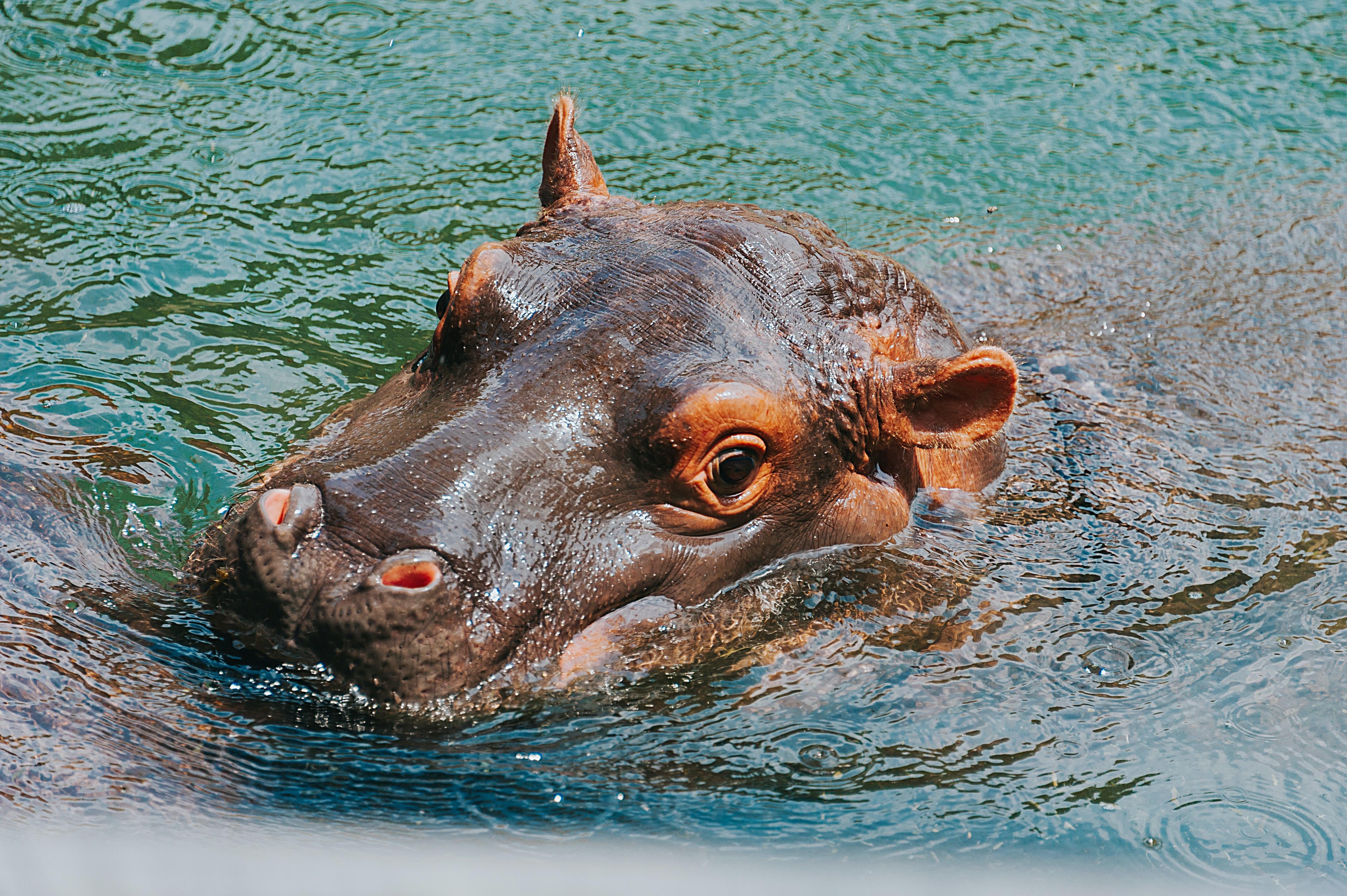 Do hippos live in Hawaii 