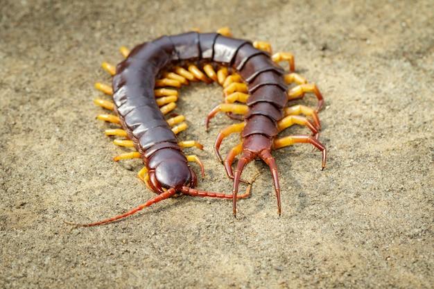 Do house centipedes make noise? 