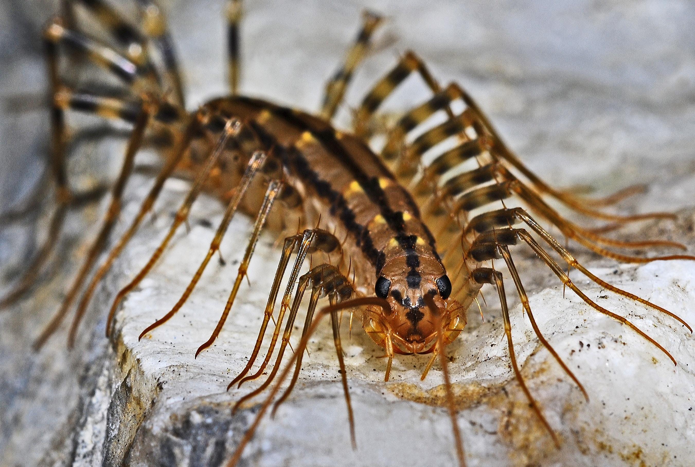 Do house centipedes make noise? 