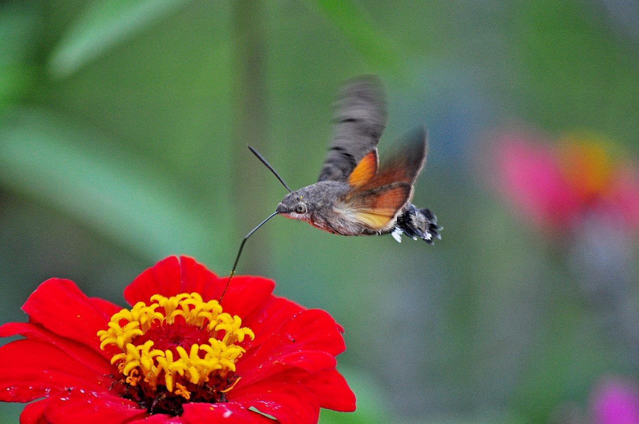 Do hummingbirds eat butterflies? 