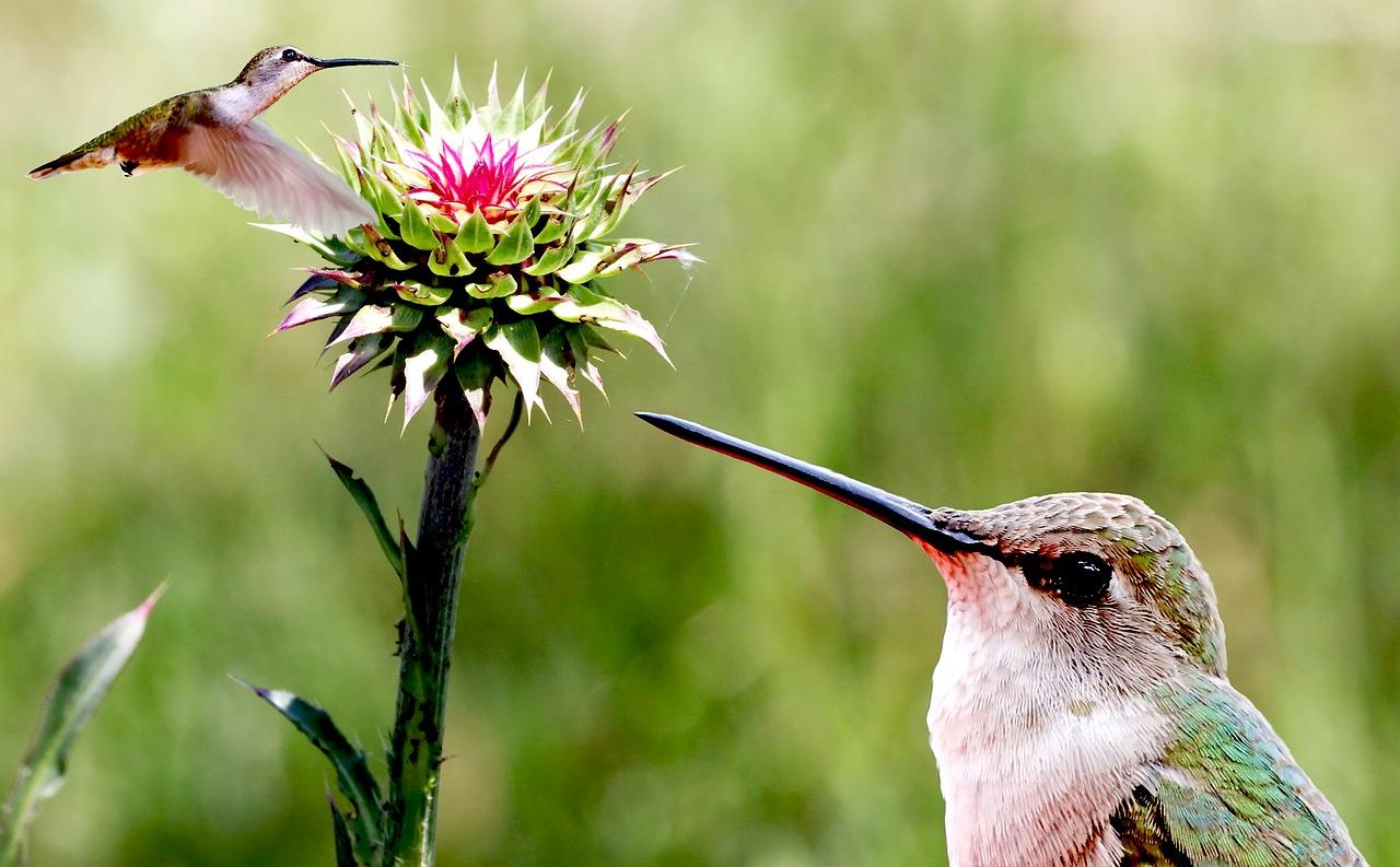 Do hummingbirds eat butterflies? 