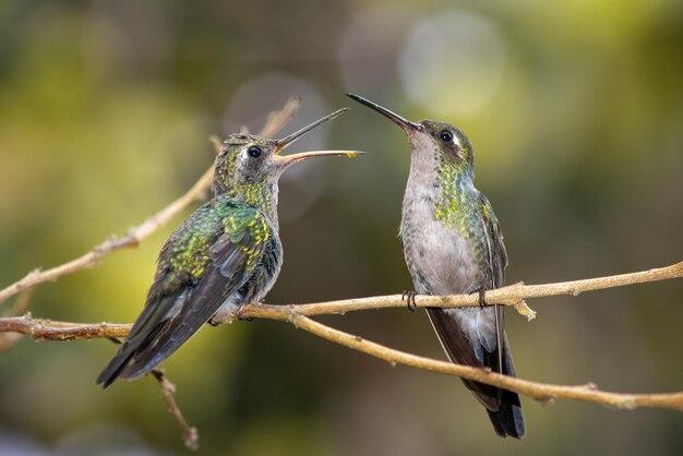 Do hummingbirds eat peanut butter 