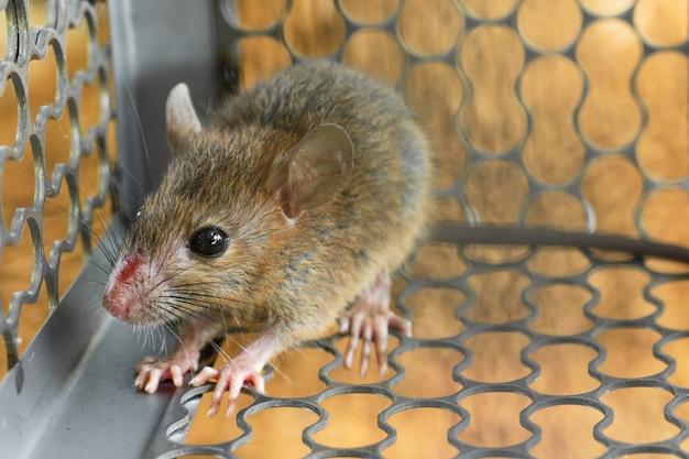 Do mice feel pain when trapped? 
