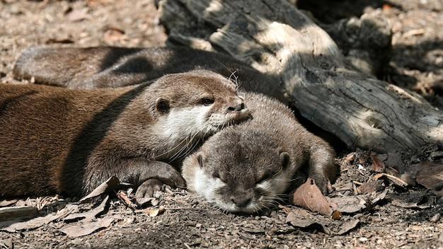 Do otters lay eggs 