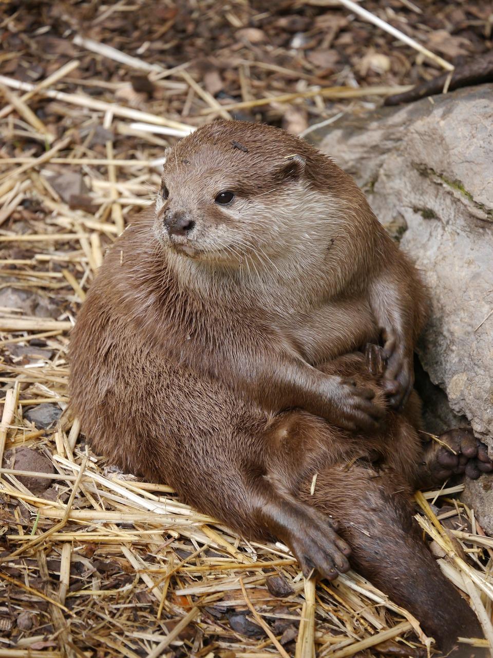 Do otters lay eggs 