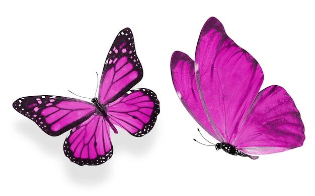 Do pink butterflies exist 