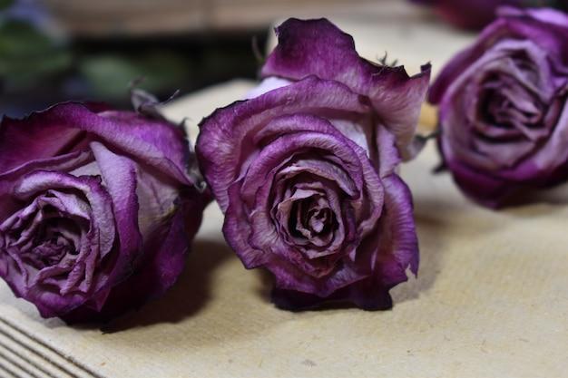 Do purple roses mean death 