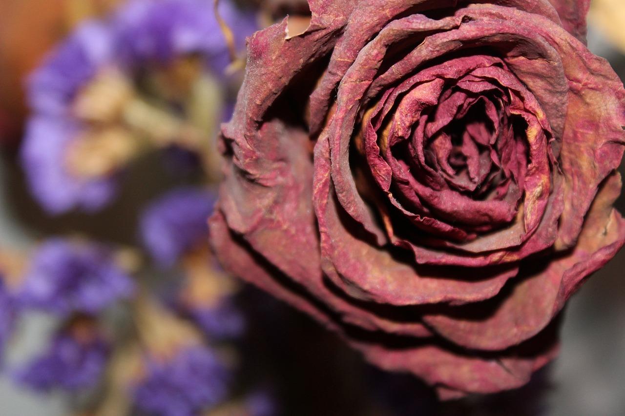 Do purple roses mean death 