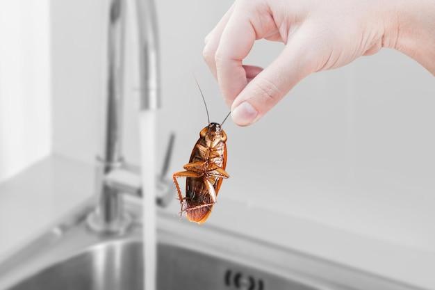 Do roaches smell like cat pee? 
