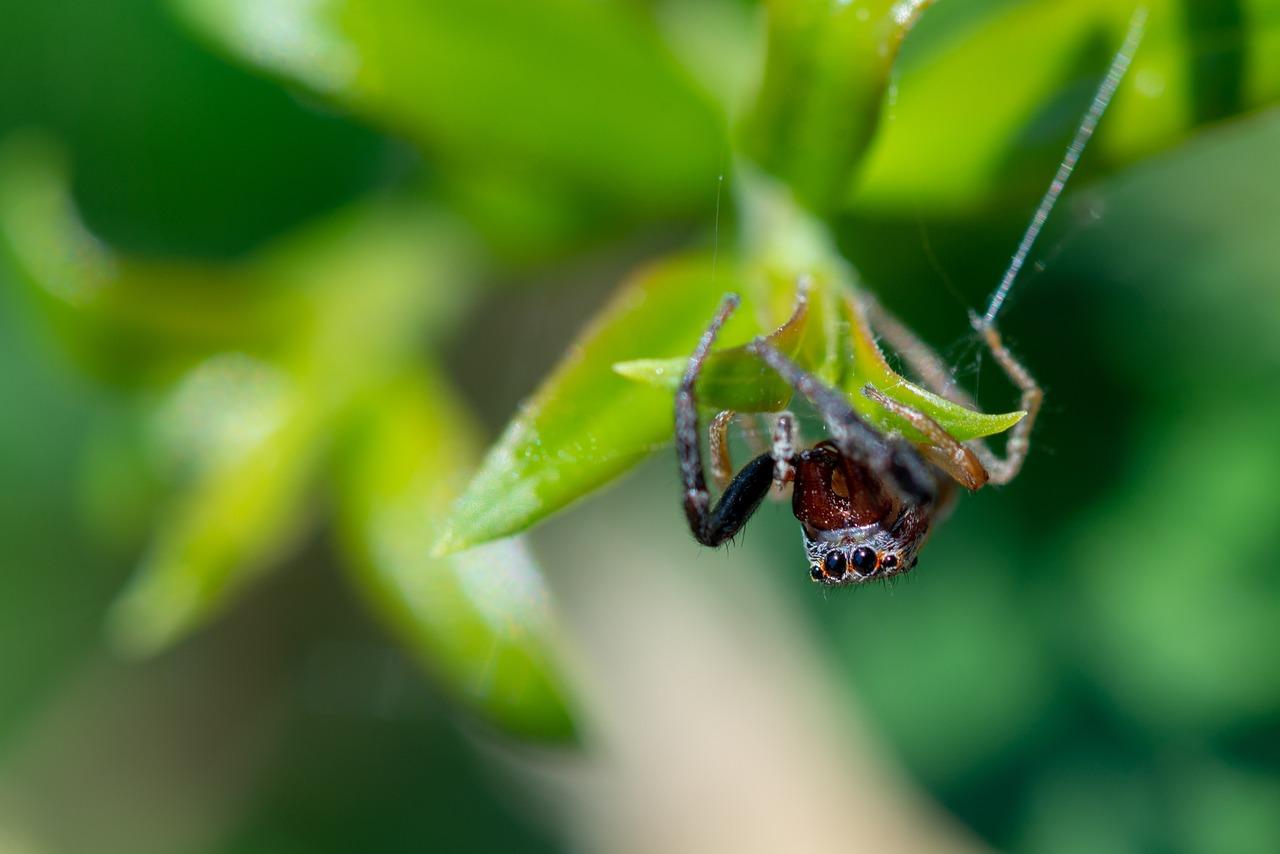 Do spiders communicate with each other 