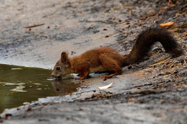 Do squirrels walk and poop at the same time? 