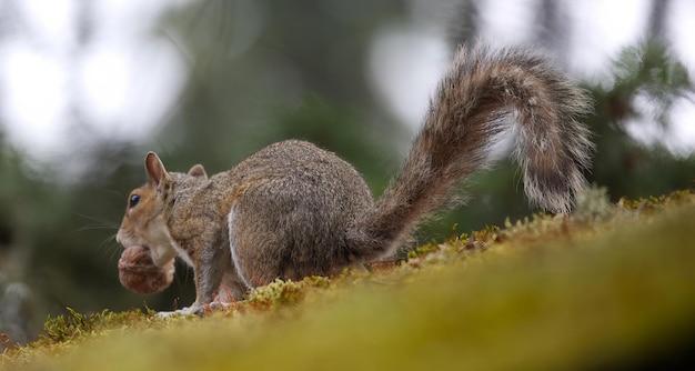 Do squirrels walk and poop at the same time? 