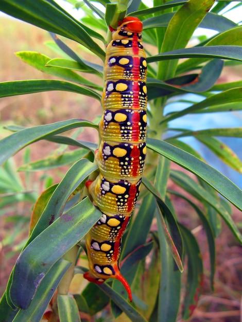 Do tomato worms turn into butterflies? 