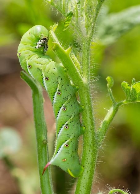 Do tomato worms turn into butterflies? 