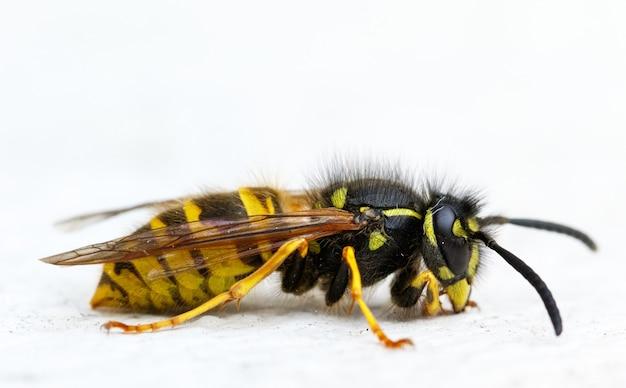 Do yellow jackets come back to the same nest every year? 