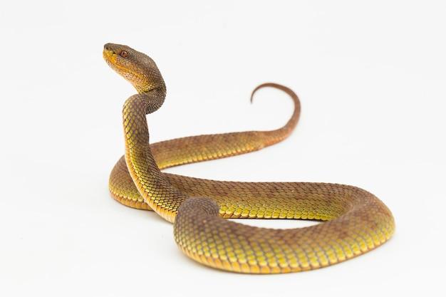 Does bleach keep snakes away? 