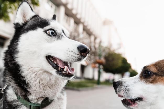 Does Disneyland have drug dogs? 