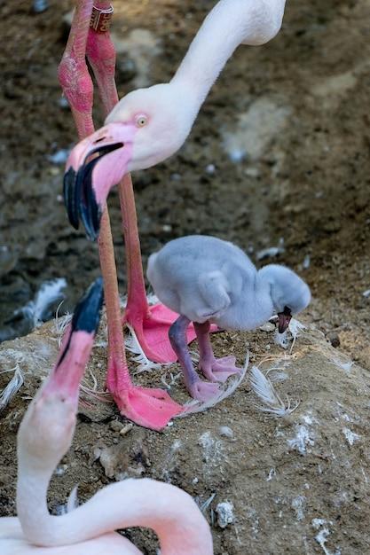 Does flamingo have a dad 