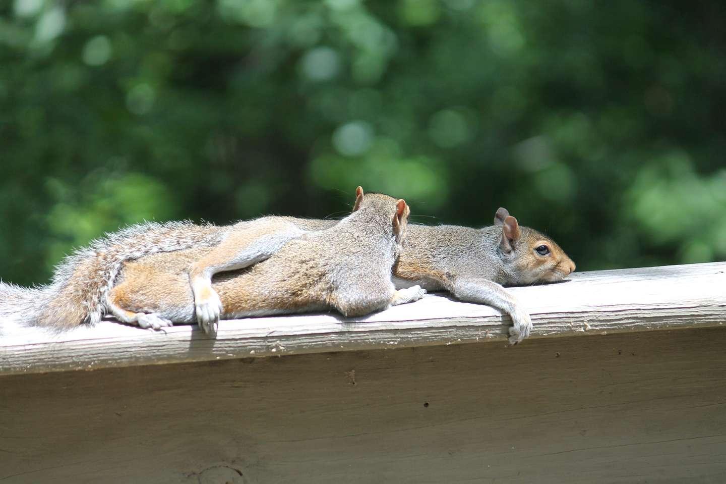 Does Puerto Rico have squirrels? 