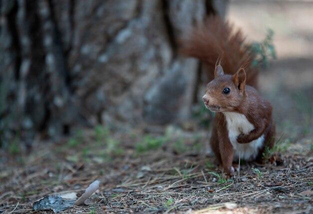 Does Puerto Rico have squirrels? 