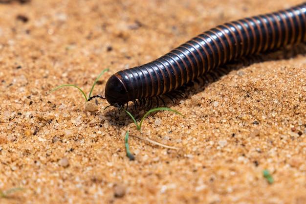 Does raid kill millipedes? 