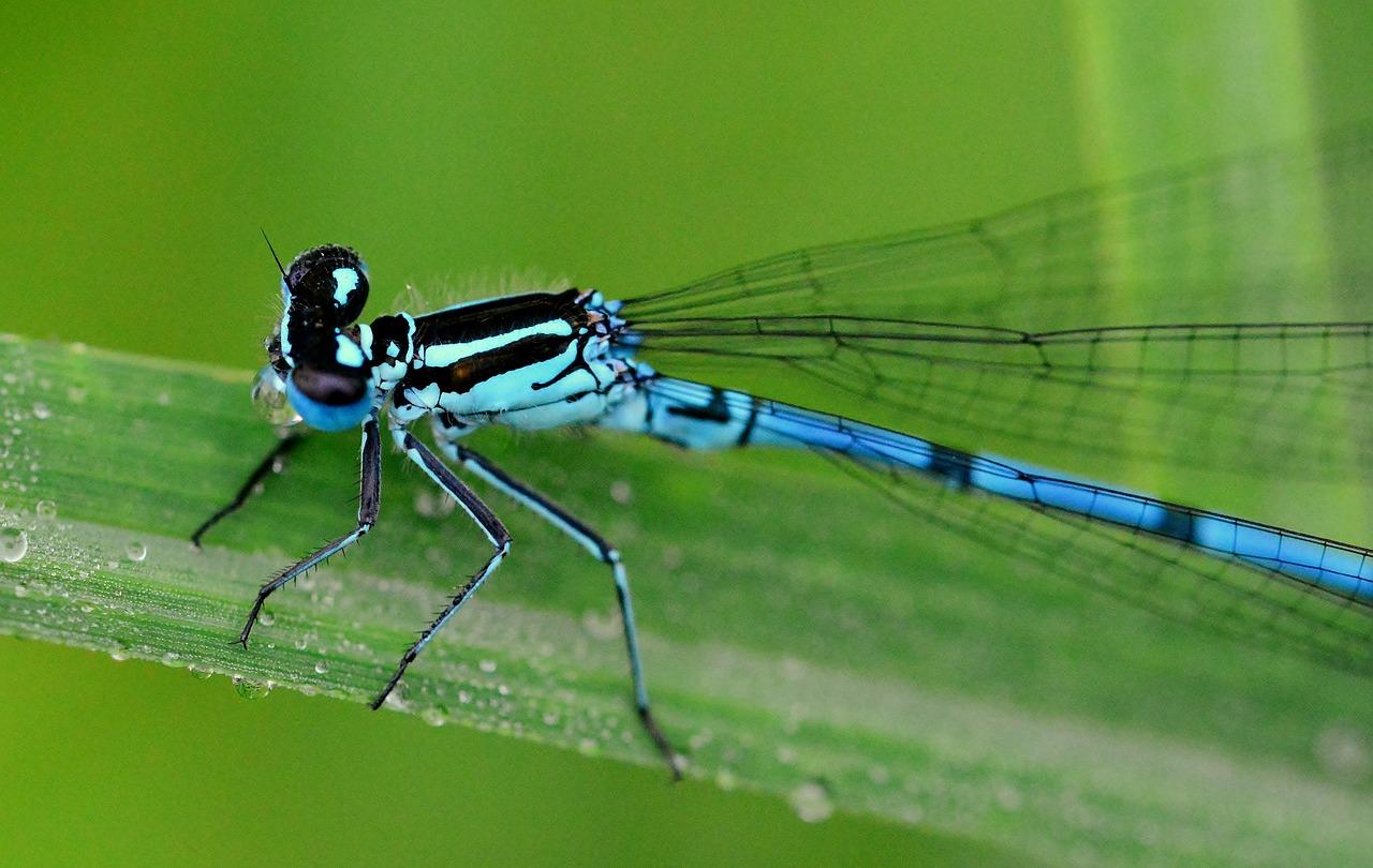 How do dragonflies drink water 