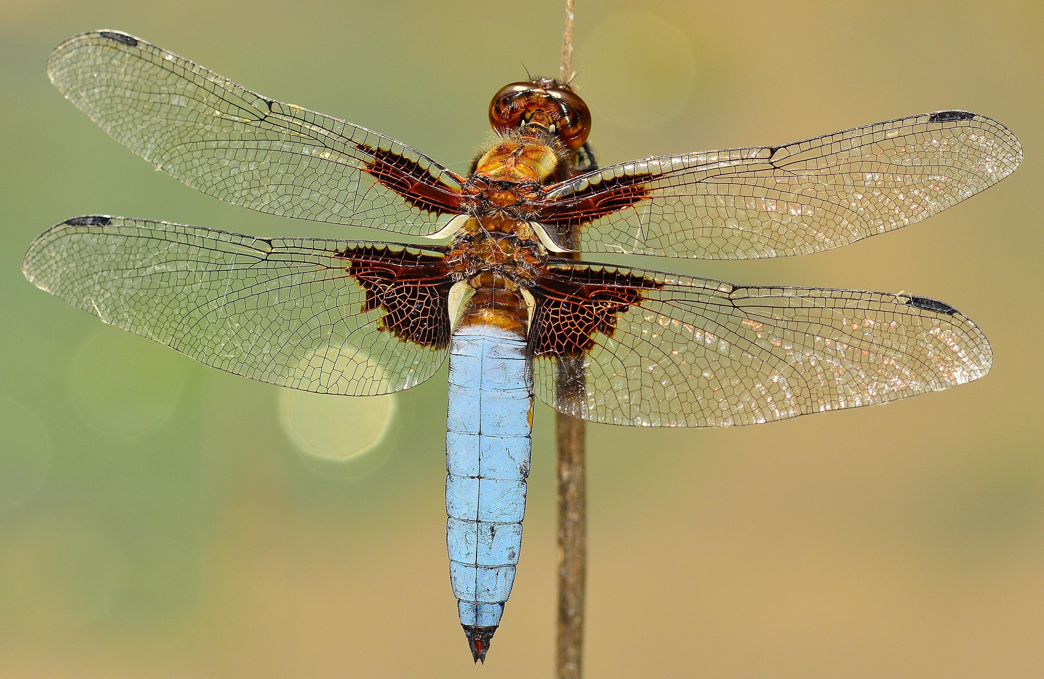 How can you tell if a dragonfly is male or female? 