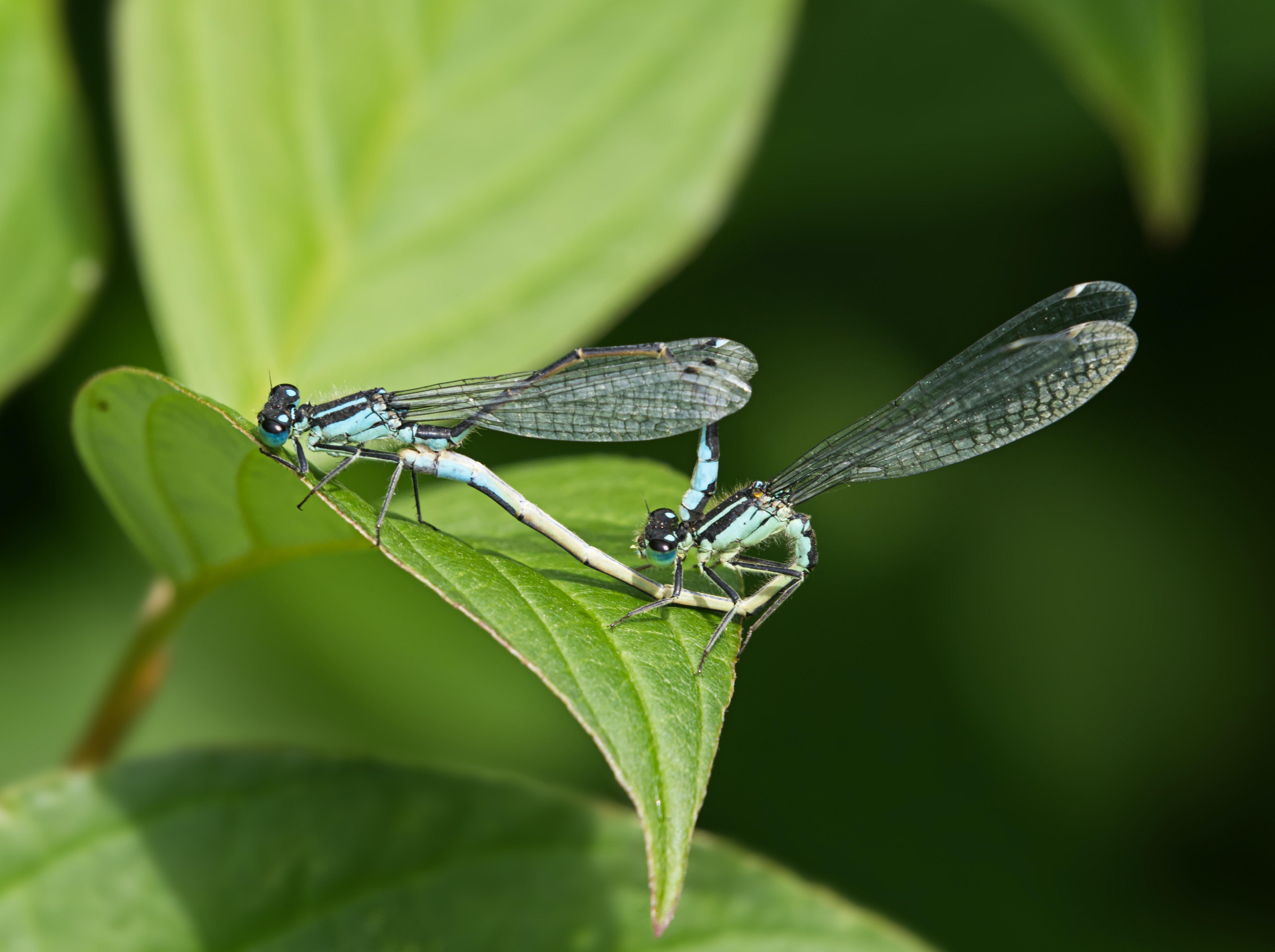 How can you tell if a dragonfly is male or female? 