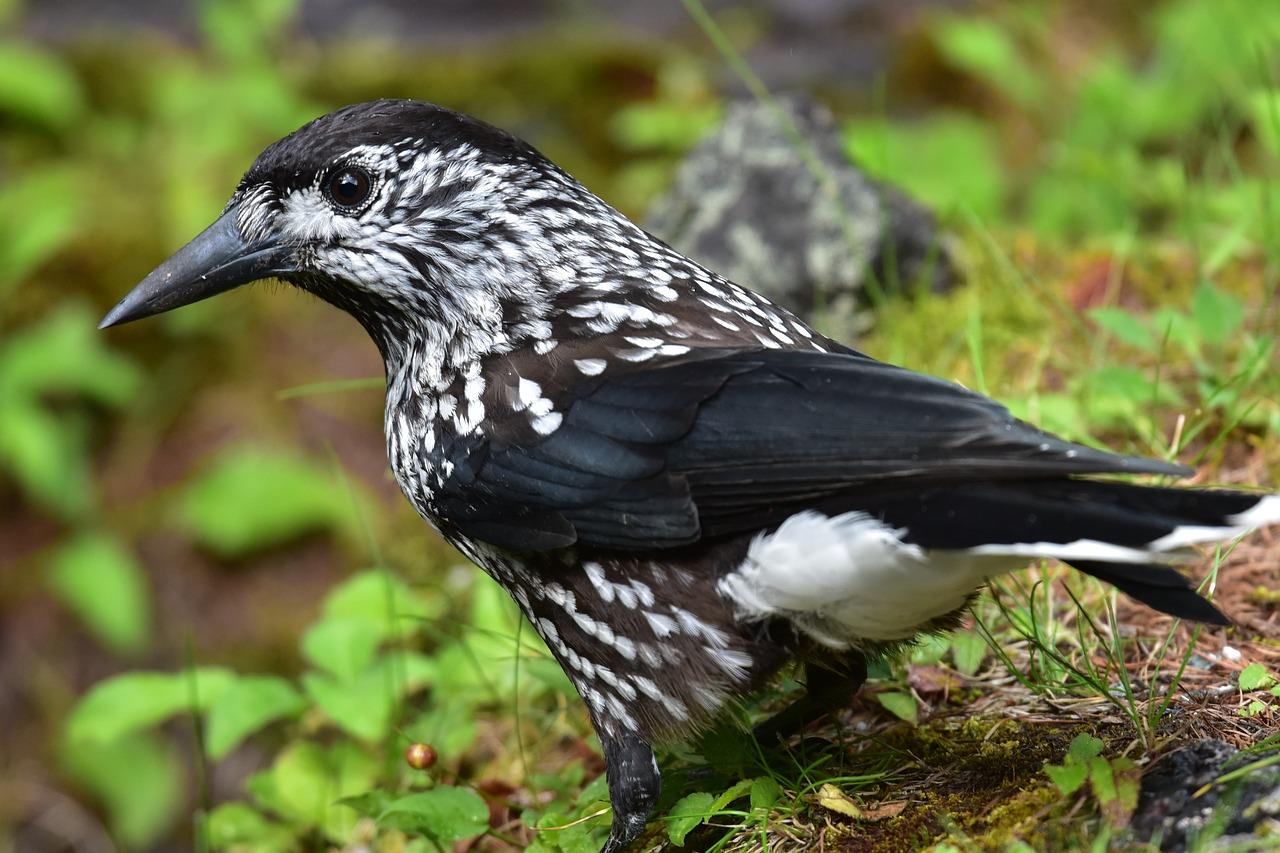 What animals live on Mt. Fuji? 