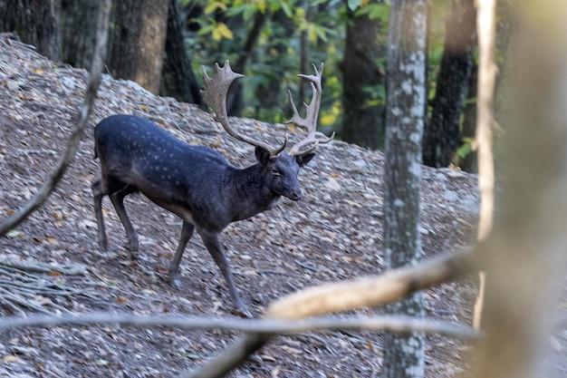 What animals live on Mt. Fuji? 