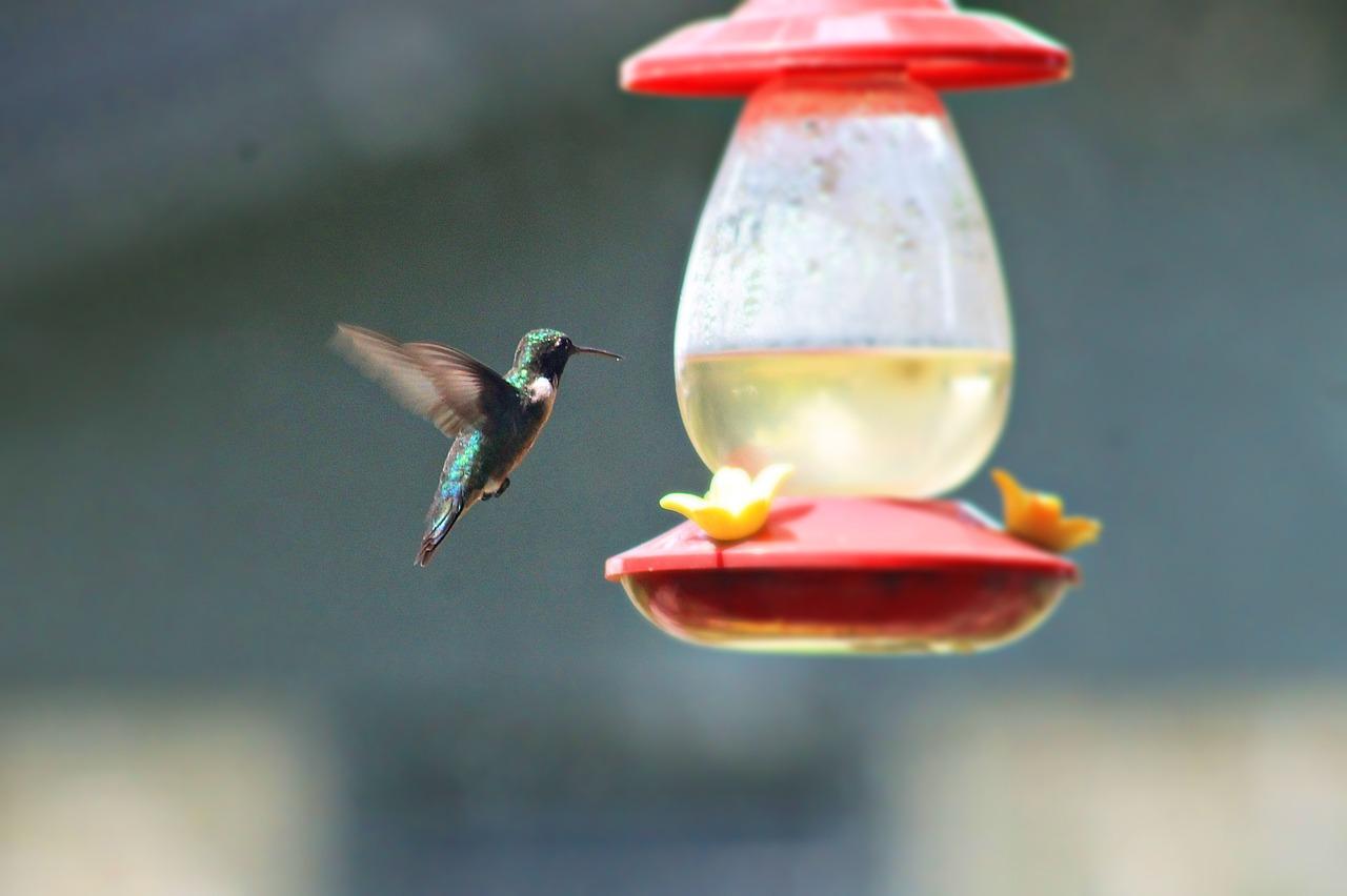 Is glass or plastic better for hummingbird feeders? 