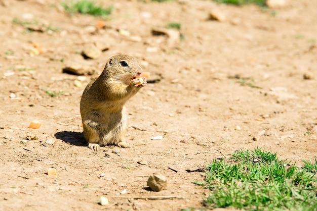 Will groundhogs drink antifreeze 