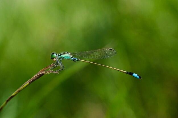 How do dragonflies poop? 