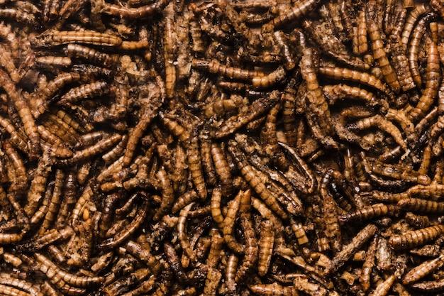 How do maggots form if there are no flies? 